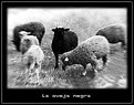 Picture Title - The black sheep.