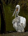 Picture Title - Pelican Preening