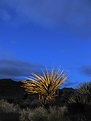 Picture Title - Yucca Tree.