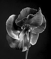 Picture Title - B&W pansy
