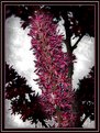 Picture Title - ***ASTILBE***