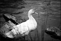 Picture Title - Through the reeds...