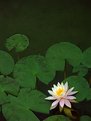 Picture Title - Water Lily