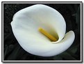 Picture Title - Cala Lily in the Evening