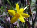 Picture Title - Narcissus fernandesii  G. Pedro