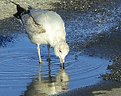 Picture Title - 'thirsty Seagull sees his  reflection'