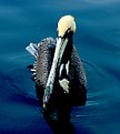 Picture Title - Pelican