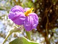 Picture Title - Wolf's Flower (Flor da Lobeira)