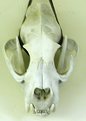 Picture Title - Cougar Skull