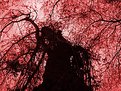 Picture Title - Tree of Blood Spatter