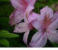 Picture Title - Light Pink Azalea