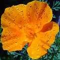 Picture Title - Wet and Yellow