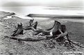 Picture Title - Tree trunks by the river