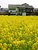 Mustard field (1)