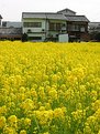 Picture Title - Mustard field (1)