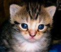 Picture Title - Cute Kitty