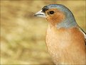 Picture Title - Portrait of a male chaffinch