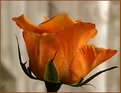 Picture Title - orange rose 2