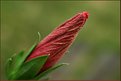 Picture Title - hibiscus 2
