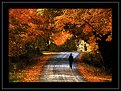 Picture Title - Mysterious autumn.