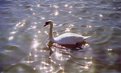 Picture Title - Swan