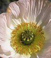 Picture Title - Poppy, inside