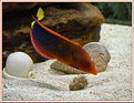Picture Title - Red Coris - Wrasse 