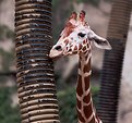 Picture Title - Giraffe With Lover