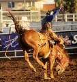 Picture Title - Novice Saddle Bronc Rider