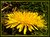 common dandelion