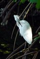 Picture Title - White Egret