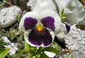 Picture Title - Pansy