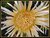Yellow Star