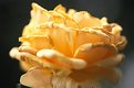 Picture Title - Yellow Rose