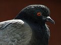 Picture Title - Portrait of a Pigeon