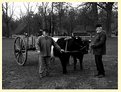 Picture Title - Farmers with cows and cart
