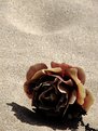 Picture Title - Rose on the beach