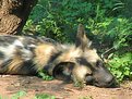 Picture Title - African Wild Dog