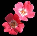 Picture Title - Pink flowers