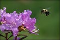 Picture Title - Flight of the Bumble Bee