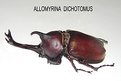 Picture Title - Allomyrina Dichotomus