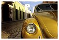 Picture Title - Mexican Beetle