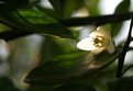 Picture Title - Orange Blossom