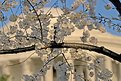 Picture Title - Cherry Blossom Closeup