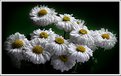 Picture Title - White Bouquet