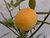 Lemon Tree