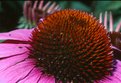 Picture Title - The Cone Flower