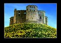 Picture Title - warkworth daffs 2