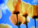 Picture Title - Glorious Tulips