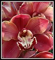 Picture Title - Just Orchids